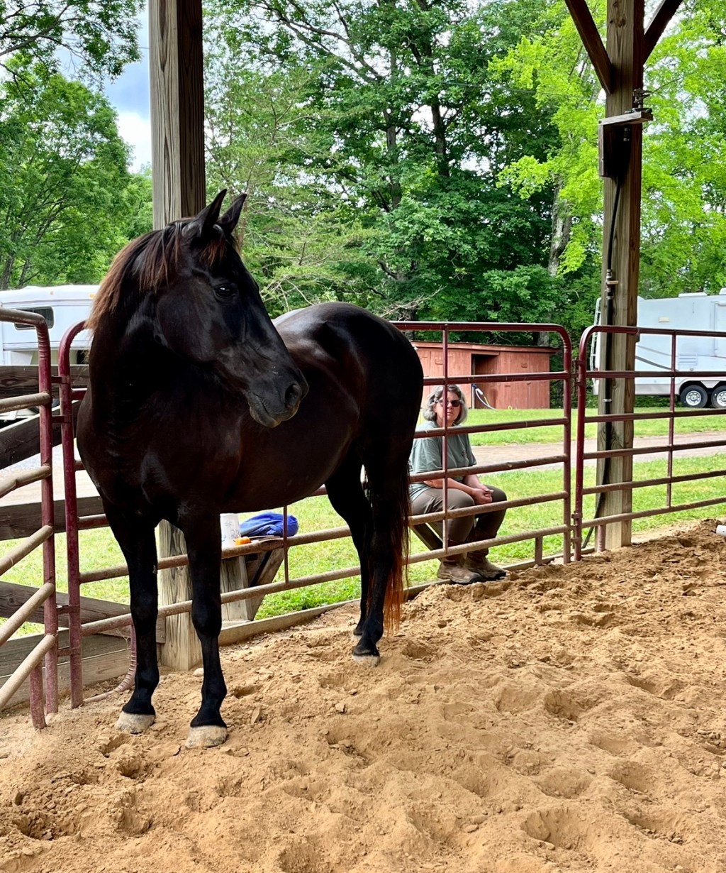 Kate the mare.
